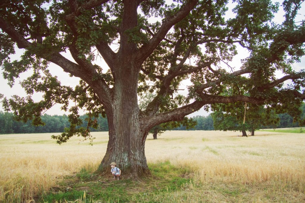 Commercial Tree Services